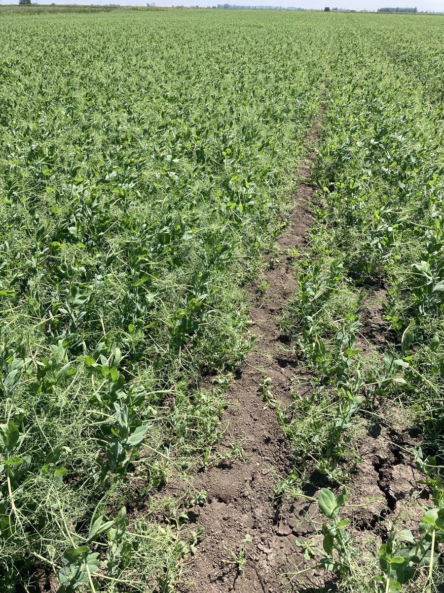 David Paul Rushmer (@davidprushmer) on Twitter photo ā¦@Hutchinsons_Agā© ā¦@LSPBLtdā© ā¦<a href="/DaltonSeeds/">Dalton Seeds</a>ā©. A cracking looking crop of Bluetime peas at Hilgay, Norfolk. Now about to receive another 2.0 litre manganese 15% to keep them going. ā¦@Hutchinsons_Agā© ā¦@LSPBLtdā© ā¦<a href="/DaltonSeeds/">Dalton Seeds</a>ā©. A cracking looking crop of Bluetime peas at Hilgay, Norfolk. Now about to receive another 2.0 litre manganese 15% to keep them going.