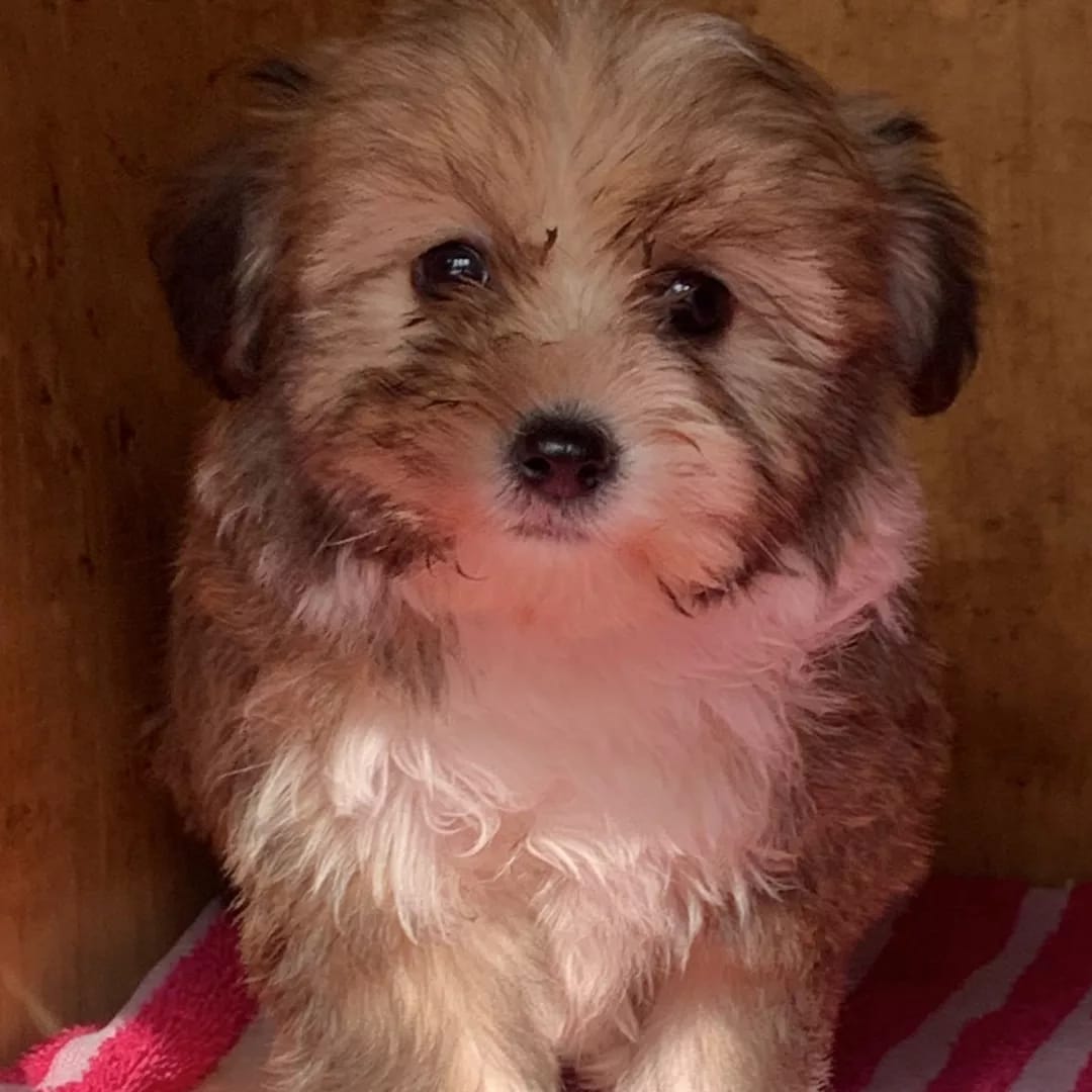 K9puppylove's tweet photo. Havenese puppies available 🐶🐾
2 months old⏳️📆
All vaccinations upto date 🏥⏳️
18000ksh 
Don't forget to like and retweet 😊🐾 https://t.co/VLYJF99Kxb