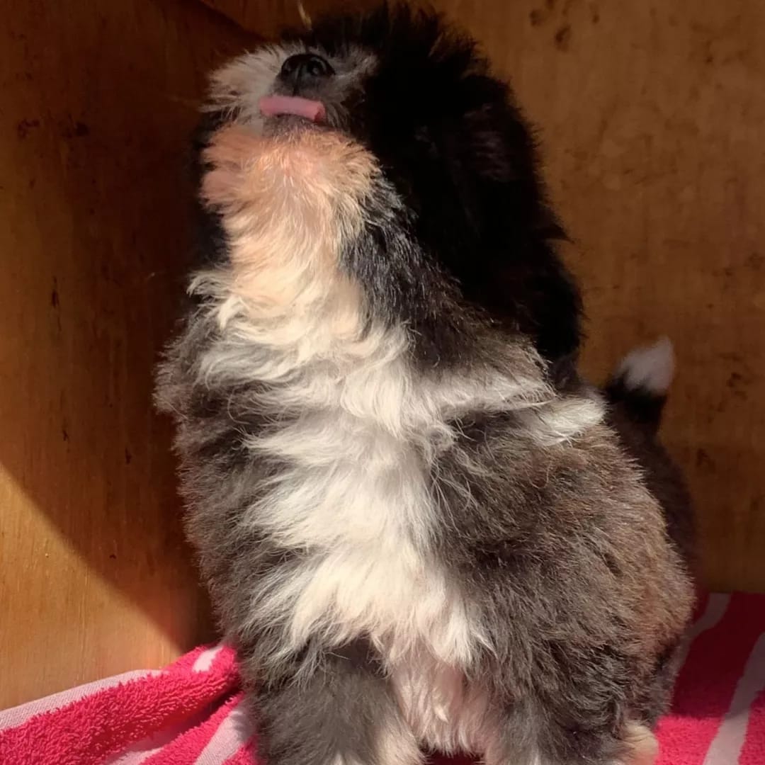 K9puppylove's tweet photo. Havenese puppies available 🐶🐾
2 months old⏳️📆
All vaccinations upto date 🏥⏳️
18000ksh 
Don't forget to like and retweet 😊🐾 https://t.co/VLYJF99Kxb
