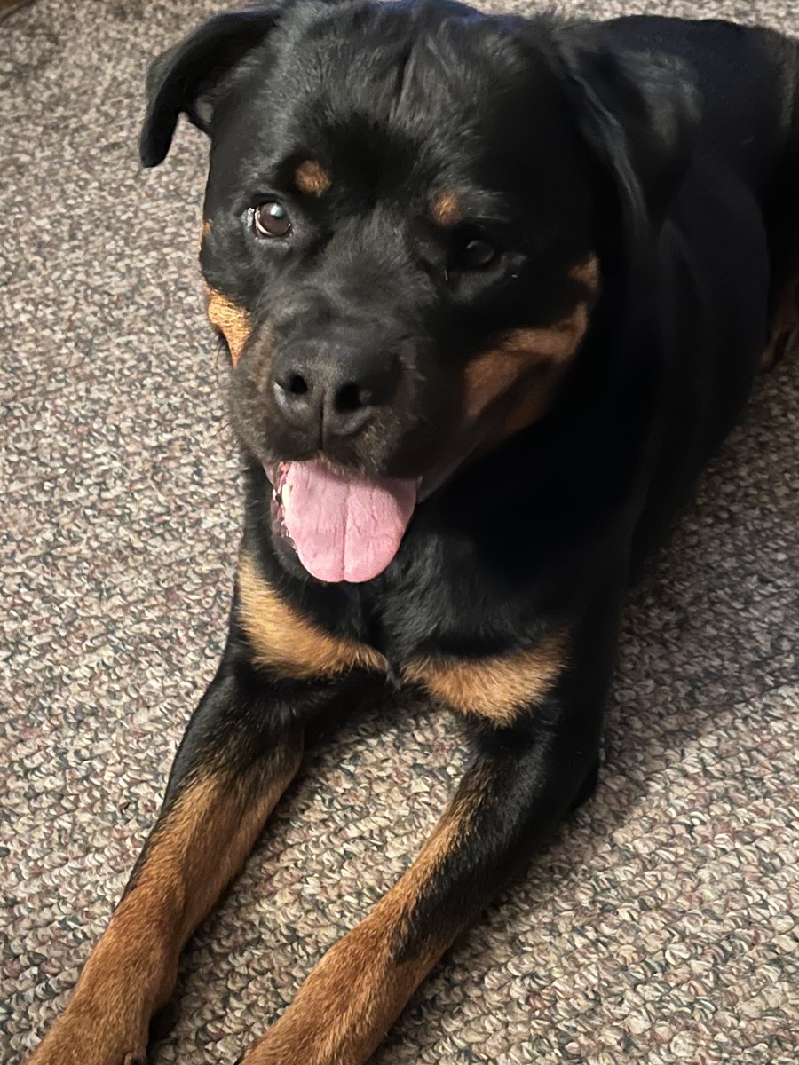 The beautiful SNICKERS is smiling her best smile hoping to catch someone's eye!  She met another male Rottweiler recently and it went well.  Petite and pretty. #Rottweiler #AdoptARottweiler #adoptable #DOGADOPTION #DogsofTwitter #RescueDog #CuteDog #adoptabledog #AdoptDontShop