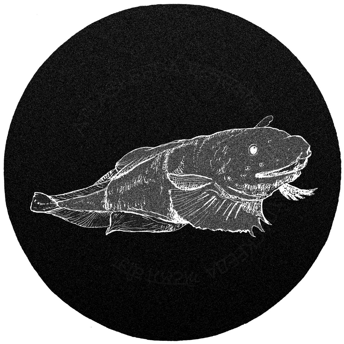 atlaskeeda's tweet photo. Taking you to the depths of our oceans on #WorldOceansDay. And while you're here, why not say hi to the 'Pseudoliparis snailfish' - found off the coast of #Japan, and is the...
.
.
... world's __est fish recorded!
- - -
🎨 : @AjinkyaShirodk1
#snailfish #underwaterfish #day1171 https://t.co/23PeJRBzo9