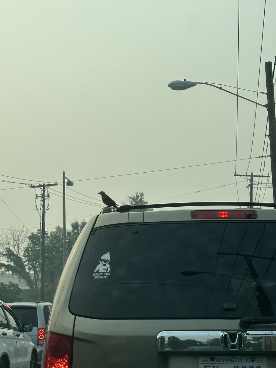 More like baby bird on board.