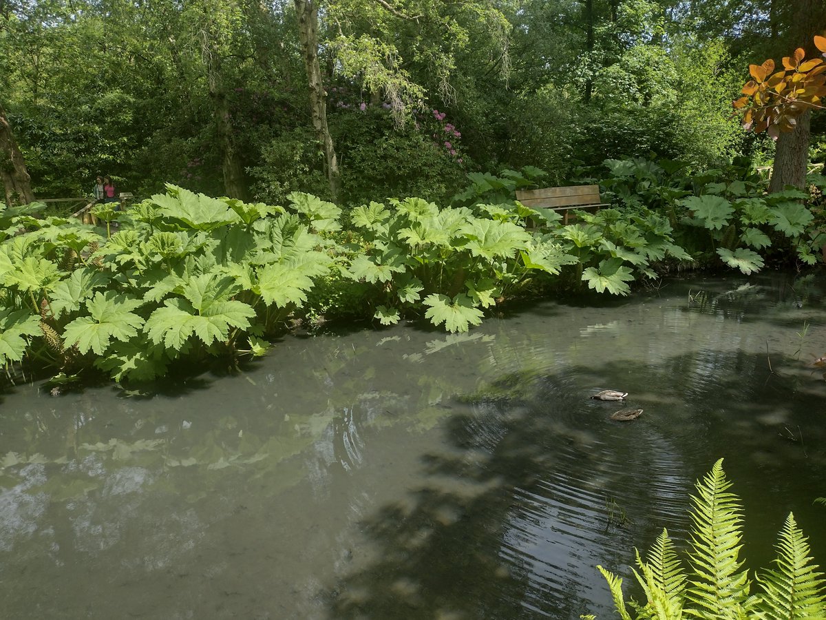 Pic from winterbourne gardens in edgbaston