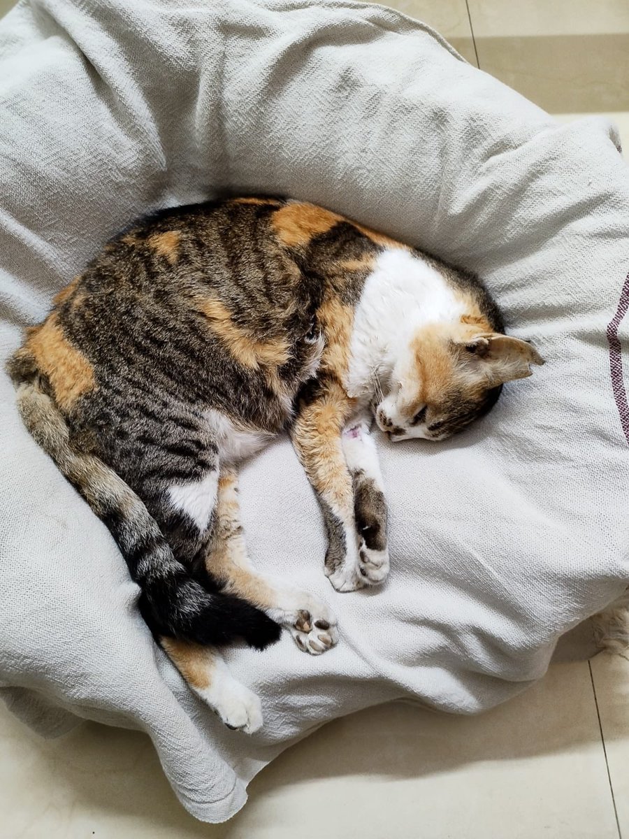 theerthapathi's tweet photo. At night
when we say good night Bittu
she will go away and unwillingly leave us

She is a great and affectionate pet of Vimala Patti

She loved both of us dearly

She is a favourite for our kith and kin 

We miss our Dear Bittu https://t.co/AOK6xVdFTO