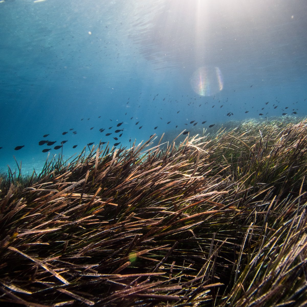 europainitalia's tweet photo. Adesso a Genova il lancio del progetto “Sealife Care - Posidonia Restoration 2023”, iniziativa green e blu a sostegno di un intervento di riforestazione delle praterie di Posidonia oceanica!

🕰 14:30 
📍Palazzo Tursi

Info: https://t.co/oMtF4wKCv2

#WorldOceanDay https://t.co/FMsCIMRLxn