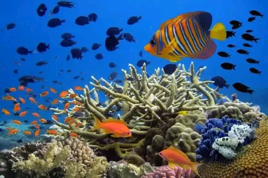 HernandezBl1's tweet photo. @Educa_Gtmo @CubaDme Celebramos el día mundial de los oceanos, cuidémoslo ya que ocupa más del 70 % de la superficie terrestre y alberga gran biodivercidad de organismos.#JuntosPodemos https://t.co/nU7QxXF2yW