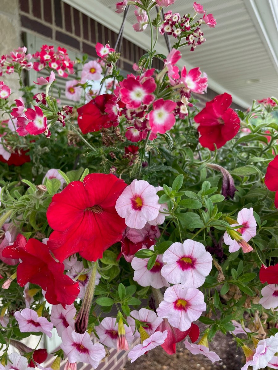 Forest Springs HC tweet media