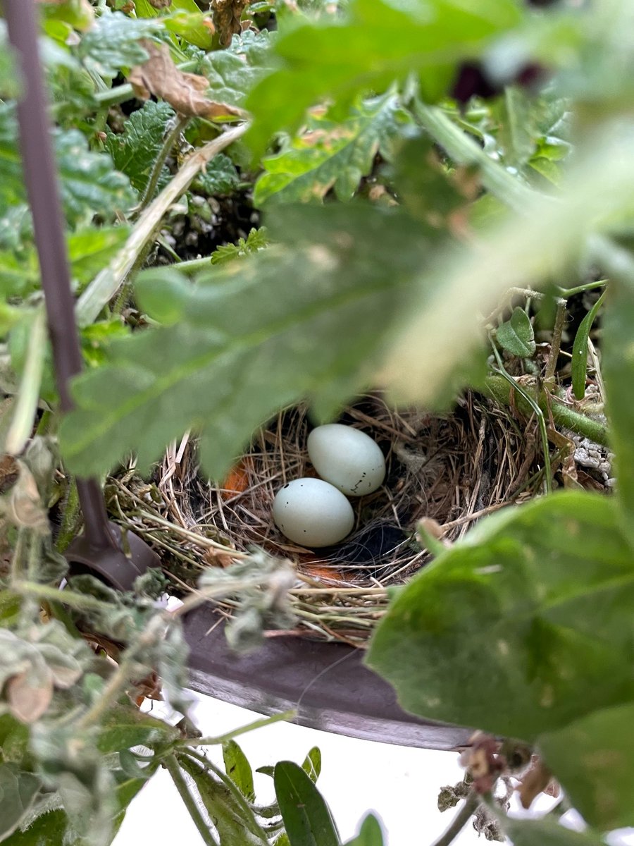 Forest Springs HC tweet media