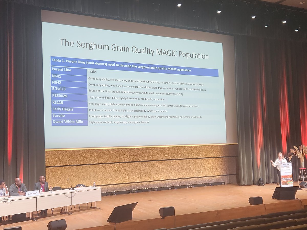 Magic sorghum! Melinda Yerka from @unlagrohort describes a great new resource for both applied and fundamental research in sorghum from trait discovery to deployment. @21CentSorgh2023 #sorghum23