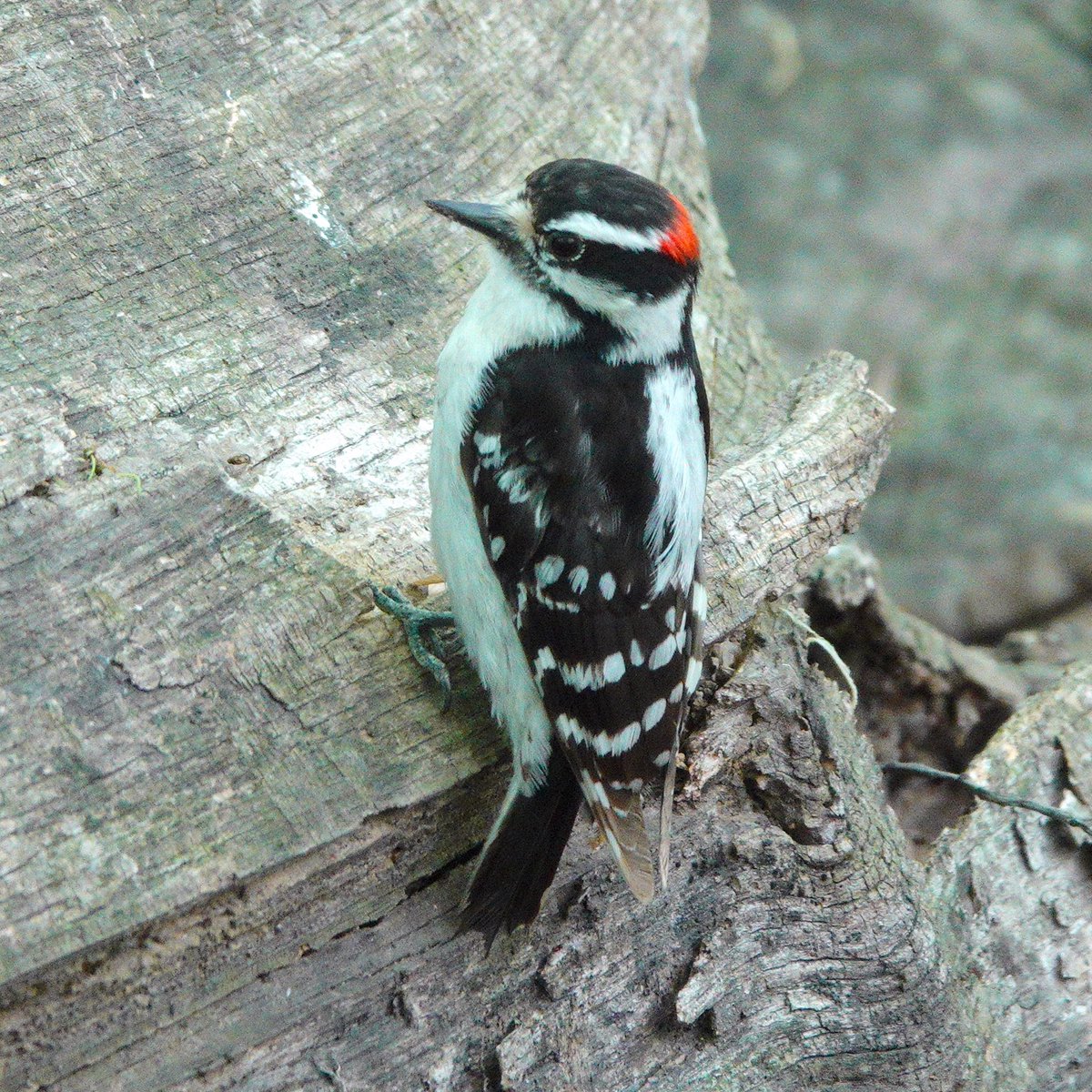 Male Downy Woodpecker. These cute little woodpeckers are our smallest woodpecker. Similar to Hairy Woodpeckers, but smaller, with a shorter bill. 05-09-23 #downywoodpecker #woodpecker #birding #birdphotography #songbirds #birds #birdphotos #birdsofcentralpark #birdcp #birdcpp