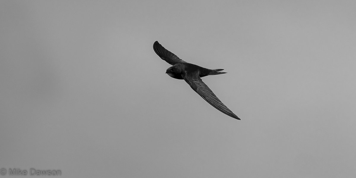 World Swift day to day according to <a href="/MarkCocker2/">Mark Cocker</a> so here's one to enjoy. Still a few around our factory at Drayton, but not as many as last year yet. #WorldSwiftDay <a href="/norfolkwt/">Norfolk Wildlife Trust</a> <a href="/SoSSwifts/">SaveOurSuffolkSwifts</a> <a href="/SaveourSwifts/">Save Our Swifts</a> <a href="/NorwichSwift/">Norwich Swift Network</a>