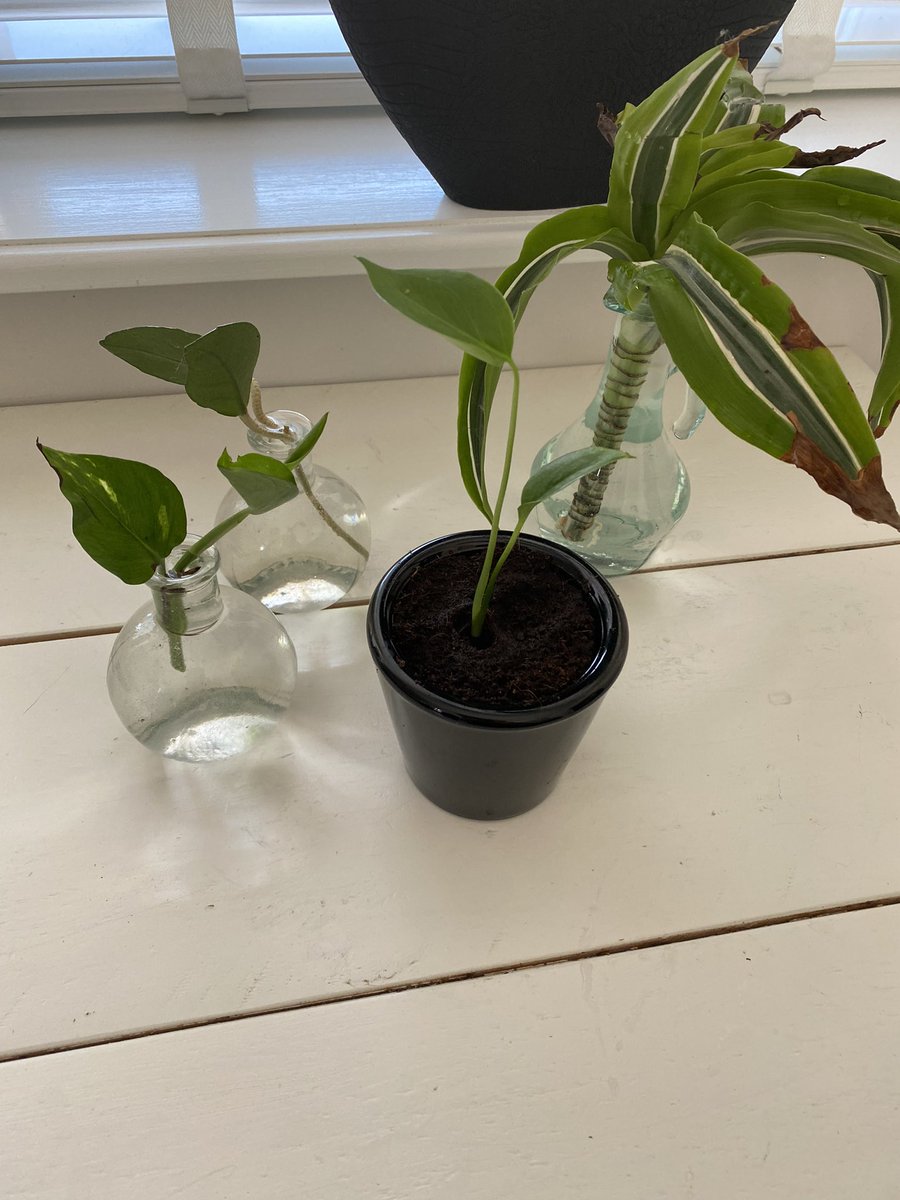 Hannashome_40's tweet photo. Zo leuk om via de post stekjes te ontvangen met dank aan #stekapp maar ruilen is ook super #plantenbieb De oogst: #monsteradeliciosa #dracaena #wasbloem #epipremnum #crassula en #pannenkoekenplant
#happy #happywithplants #stekjes #plantenruil #plantenruilen #plantenruilkast https://t.co/0HCPhfa8AU