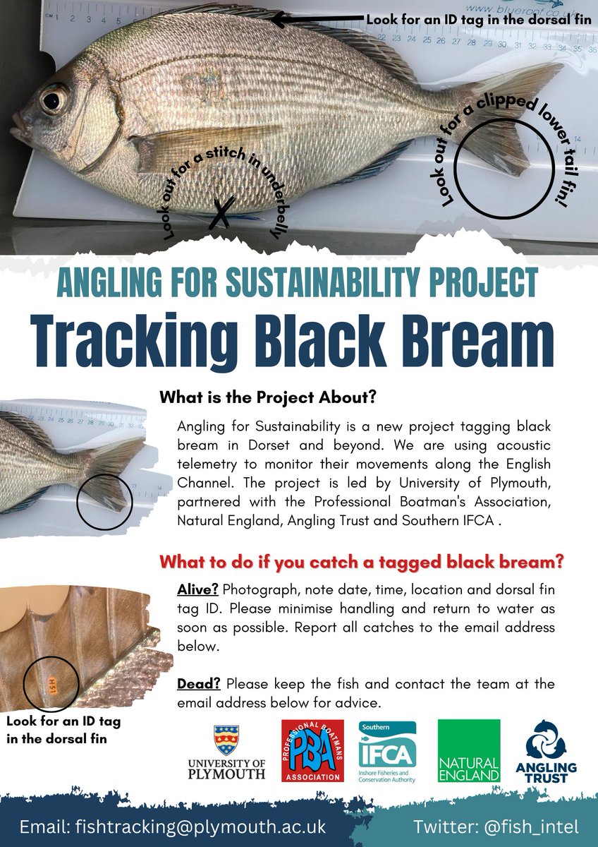🌏#WorldOceanDay 🌏

We are launching our brand new #AnglingforSustainability Tracking Black Bream Poster! 

Find out what to do if you catch one of our tagged fish! 🎣🐟

@SouthernIFCA @NaturalEngland @AnglingTrust #PBA @PlymUni @Dr_Emma_Sheehan #FISP