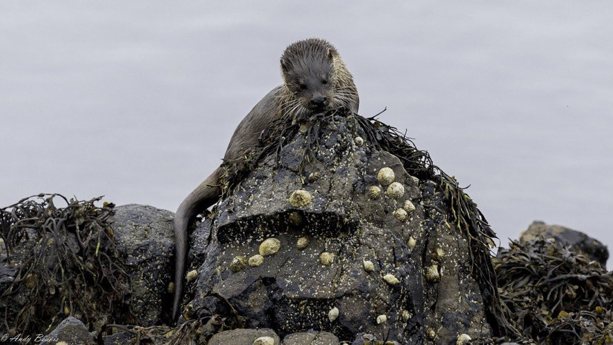 Brydon Thomason (@shetlandnature) on Twitter photo We have multiple photo-tours running each week presently. These images by <a href="/andybeavisphoto/">Andy Beavis Photography</a> who is on our new summer season photo-tour based on Unst at the idyllic <a href="/bordanoostlodge/">Unst holiday let & B&B</a>.
private catering, exclusivity of just 3-4 clients and based on Unst. Led this wk by <a href="/Josh_Jaggard/">Josh Jaggard</a> We have multiple photo-tours running each week presently. These images by <a href="/andybeavisphoto/">Andy Beavis Photography</a> who is on our new summer season photo-tour based on Unst at the idyllic <a href="/bordanoostlodge/">Unst holiday let & B&B</a>.
private catering, exclusivity of just 3-4 clients and based on Unst. Led this wk by <a href="/Josh_Jaggard/">Josh Jaggard</a>