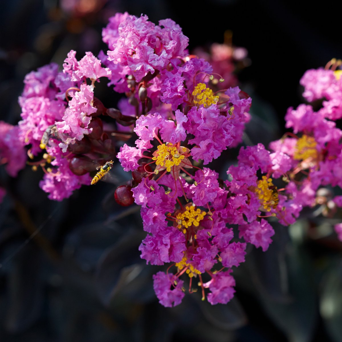 blackdiamondblm's tweet photo. 🌿 Let your garden be a sanctuary of color, fragrance, and serenity. It's time to make the world a little more beautiful, one bloom at a time!

Get your own Purely Purple today! link in bio and in first comment below!

#CreatingBeautyThatInspires#JberryNursery#SummerBlooms https://t.co/7hahmwXato