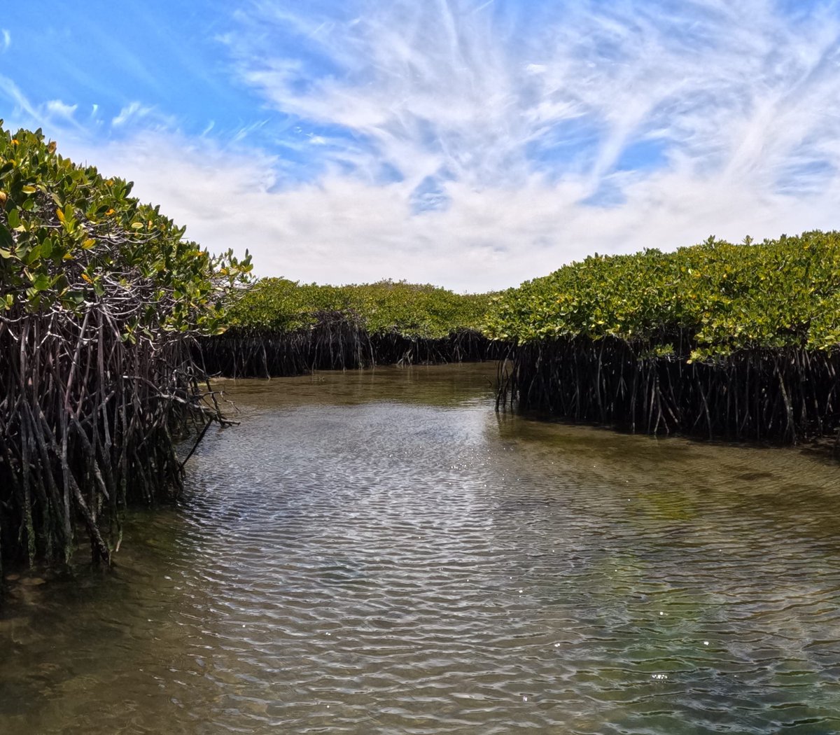 Regenerative Resources Co tweet media