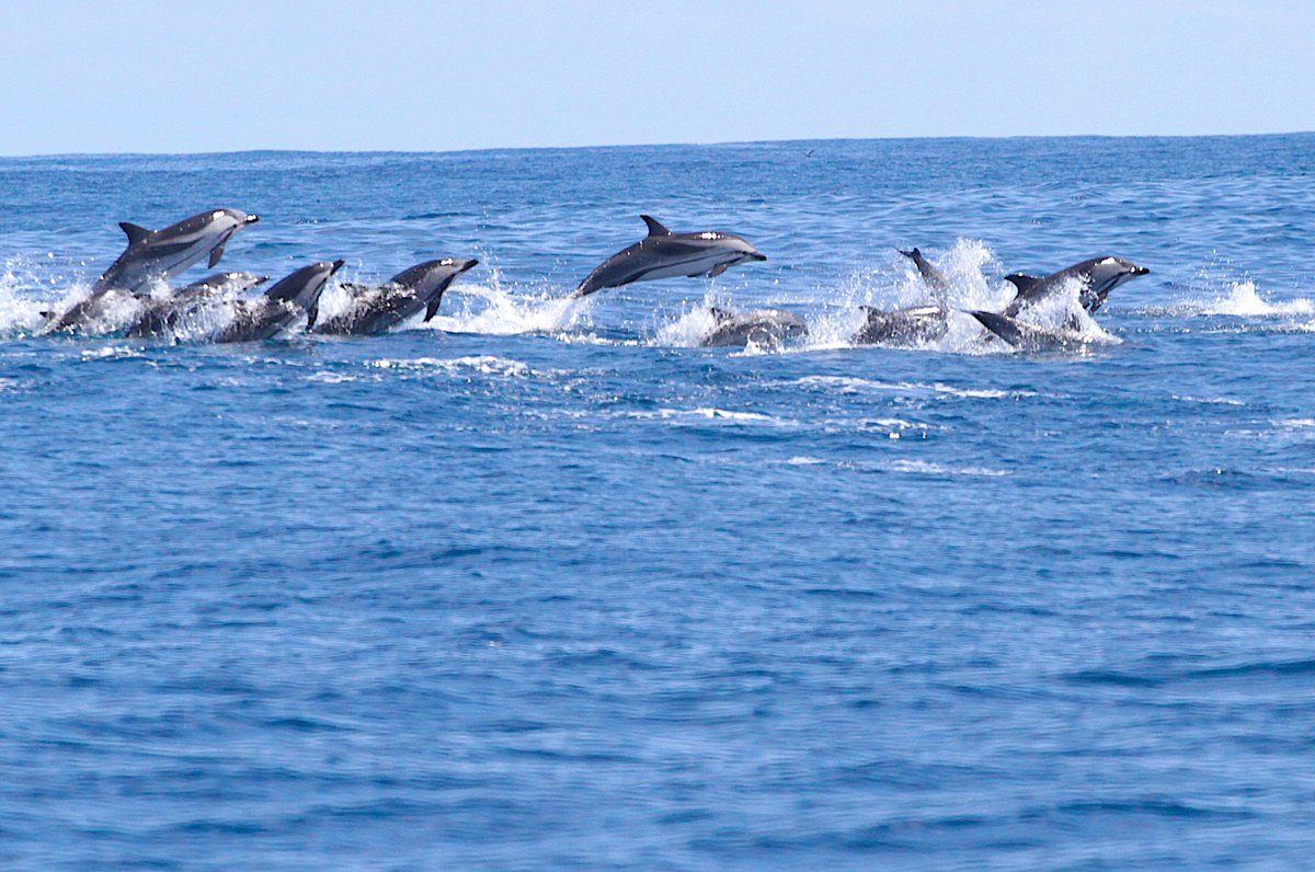 WWFitalia's tweet photo. Oggi #8giugno #GiornataMondialeDegliOceani il #WWF lancia la campagna #GenerazioneMare giunta alla 7a edizione
Difesa dei nidi di tartaruga marina, citizen science sulle Vele del panda (cetacei), decine di eventi di pulizia delle spiagge e fondali #mare
https://t.co/RamS82yJIi https://t.co/BMQWjv0X5i