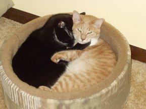 My fave pic of Fred & his (now deceased) brother, Bofur. They were 6 mos. apart in age but acted like blood brothers. So sweet. We miss Bofur, gone 8 years.
#ThrowbackThursday #CatsOfTwitter #CatsOnTwitter #CatTwitter #TuxieCats #TuxieGang #MyTuxiePals #RescueCats #Moggies #Cats