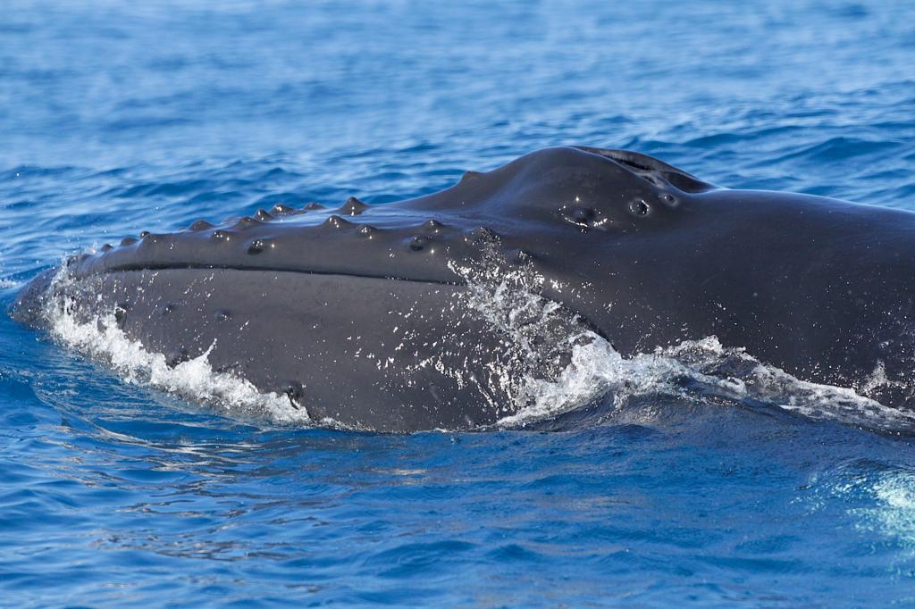 Oggi #8giugno #GiornataMondialeDegliOceani il #WWF lancia la campagna #GenerazioneMare giunta alla 7a edizione
Difesa dei nidi di tartaruga marina, citizen science sulle Vele del panda (cetacei), decine di eventi di pulizia delle spiagge e fondali #mare
bit.ly/42rk69z