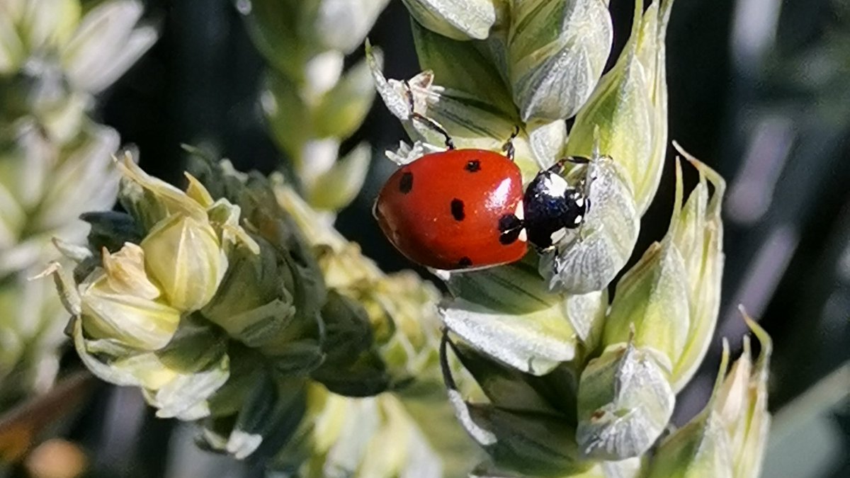 Anne-Sophie Walker tweet media