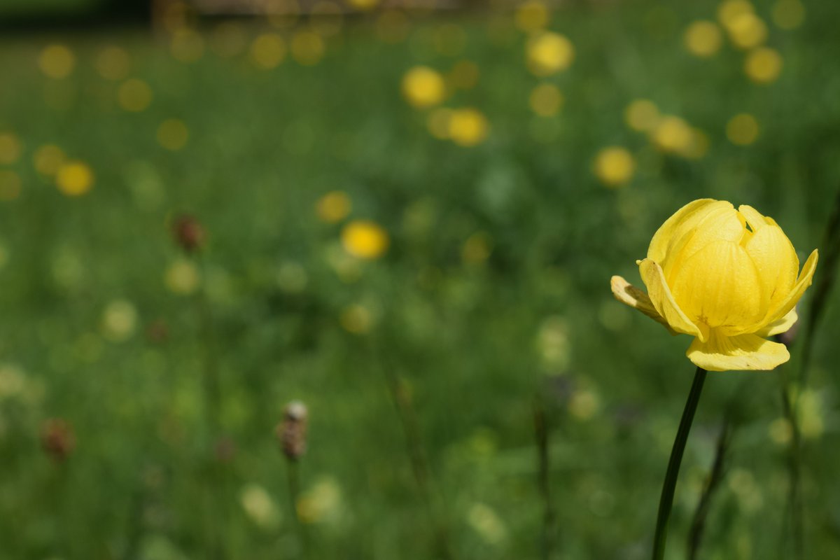 SamuelMarent's tweet image. trollius europaeus
