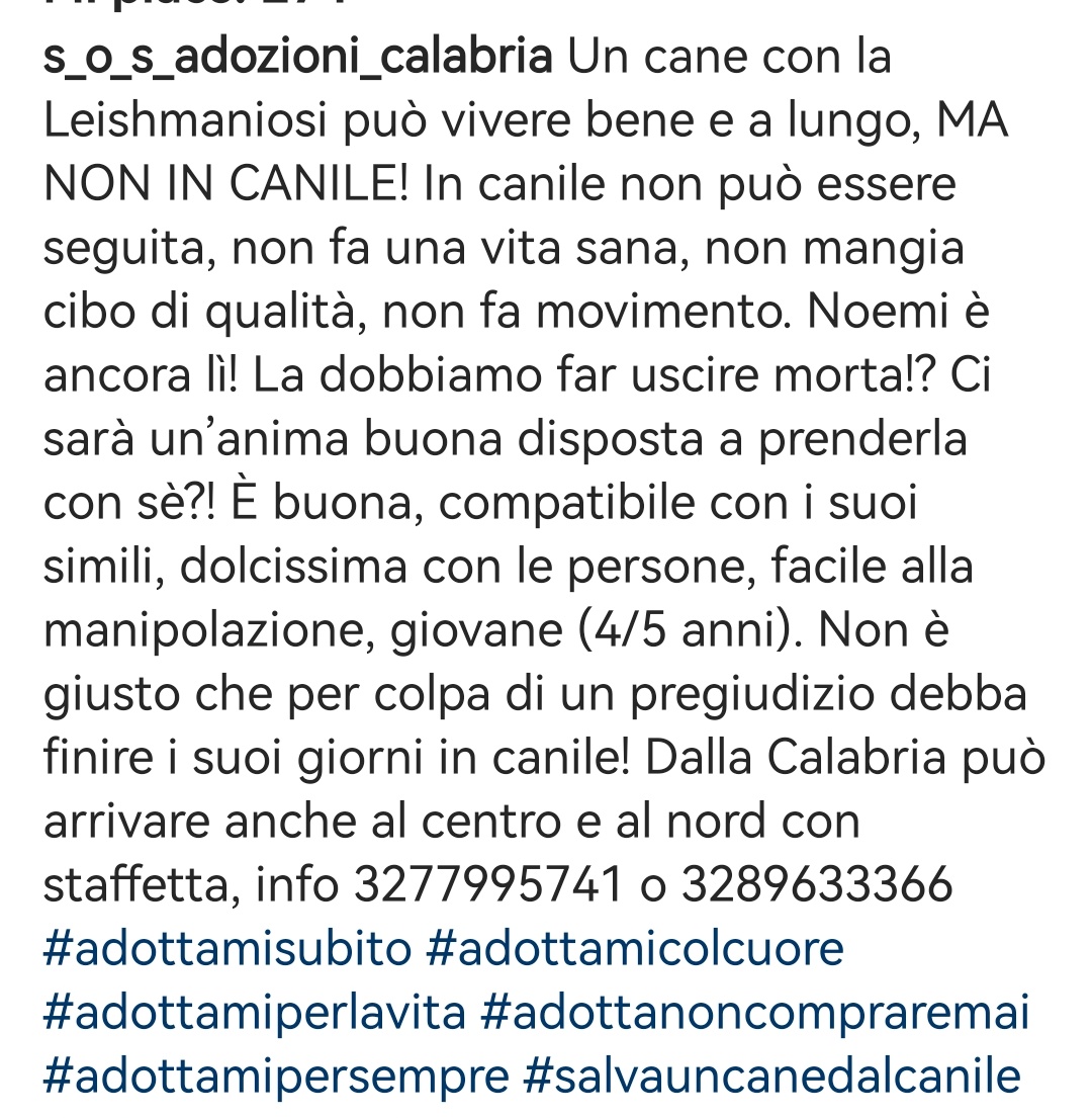 #Urgente per Noemi, la sua #adozione è saltata perché affetta da #Leishmaniosi. Questa malattia NON è un problema! I #cani possono essere curati, vivranno una vita lunga e felice con voi. Non condanniamoli al #canile sarebbe condannarli a morte! 🆘3289633366 #Calabria #SosCani