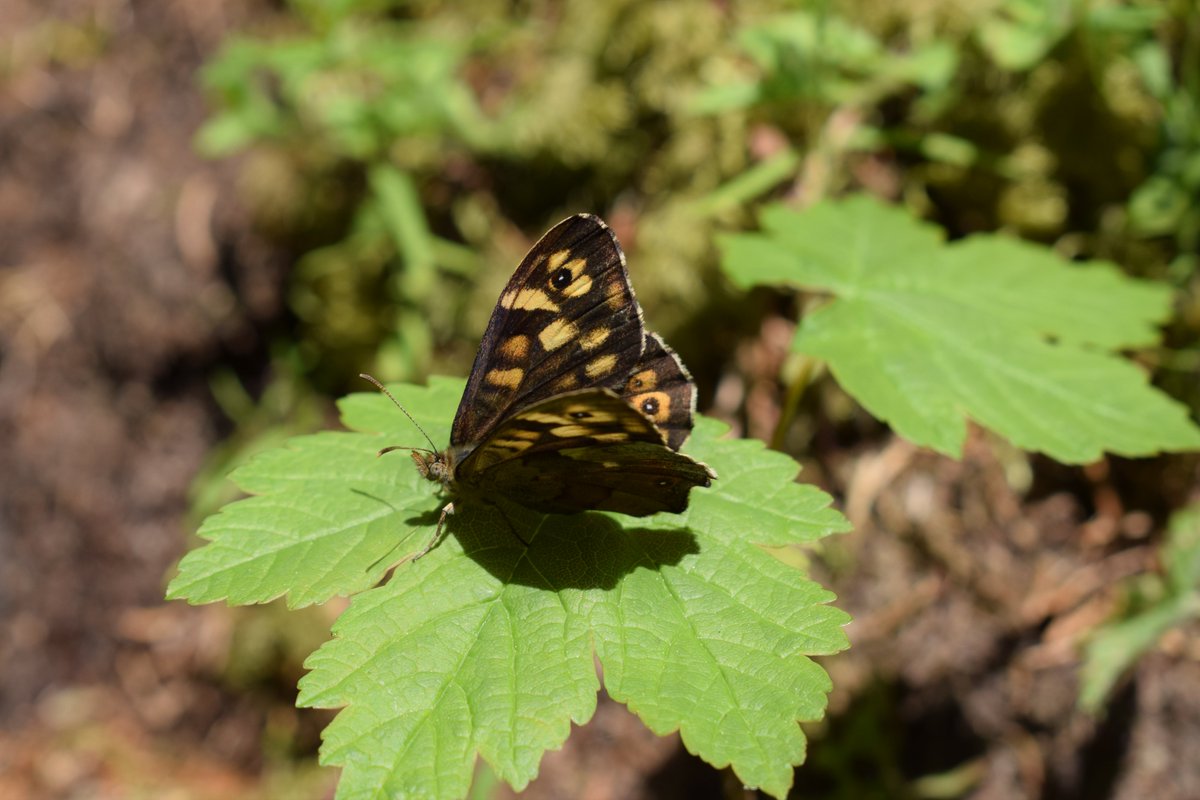 SamuelMarent's tweet image. 