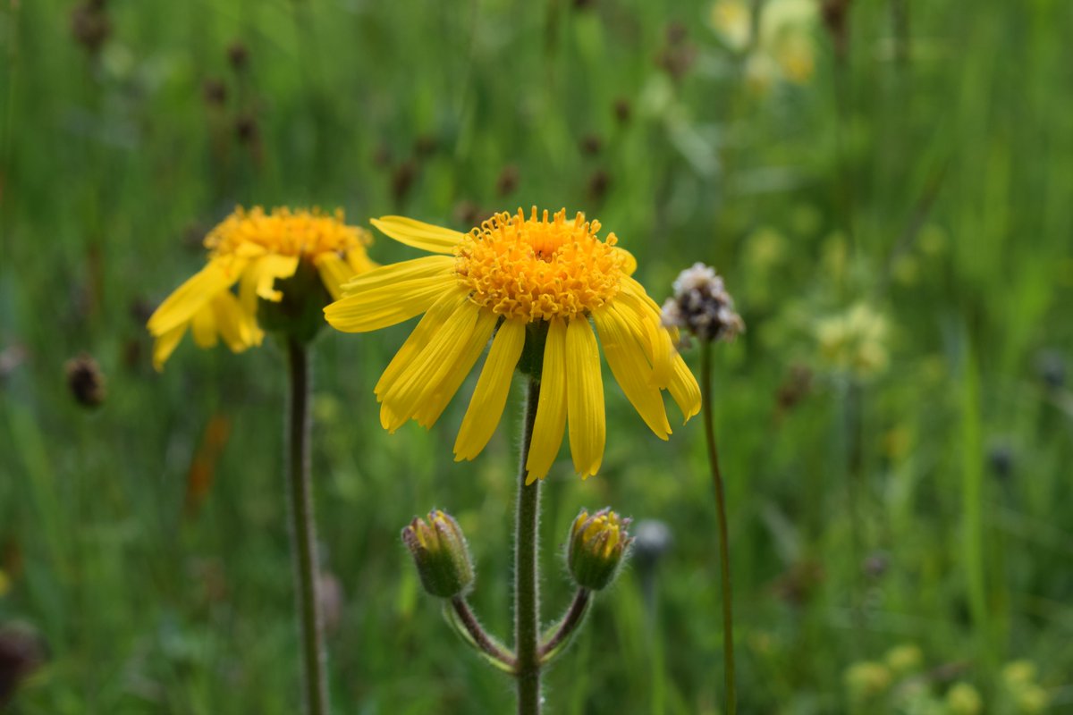 SamuelMarent's tweet image. 