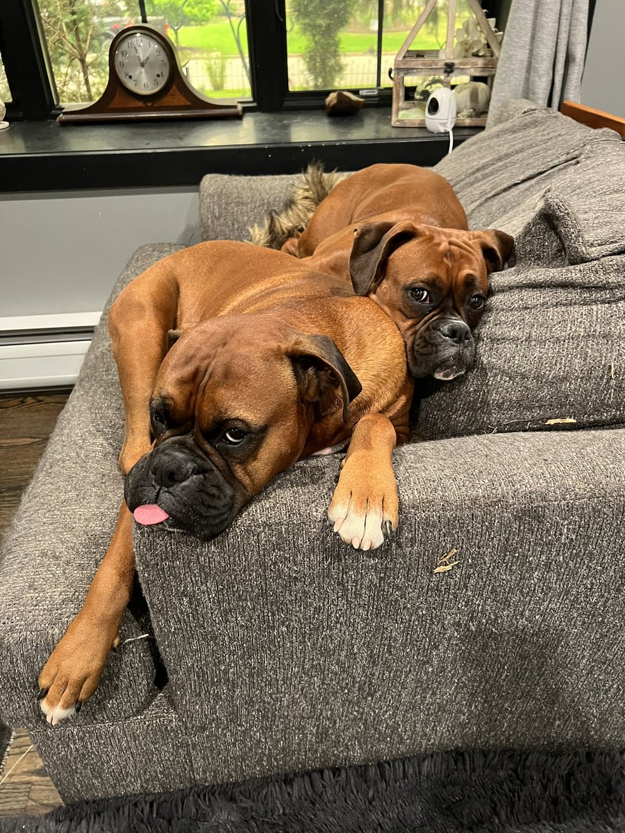 Zeus and Luna attempting to share their favorite chair 

#boxerpuppy #boxerdogs #boxerlife 
#boxerlovers #boxersrock #boxersoftwitter #boxerdogsoftwitter #dogsoftwitter