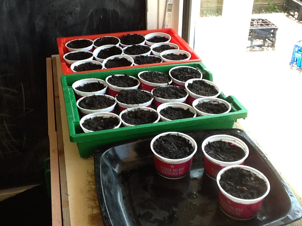 The Summerswood Sunflower Growing Competition kicked off this week.  The children have been busy planting their seeds.  Thank you Wickes and Morrisons for your donations of compost, pots and prizes.  <a href="/summerswoodps/">Summerswood School</a> <a href="/Wickes/">WICKES</a> <a href="/morrisons/">Morrisons</a>