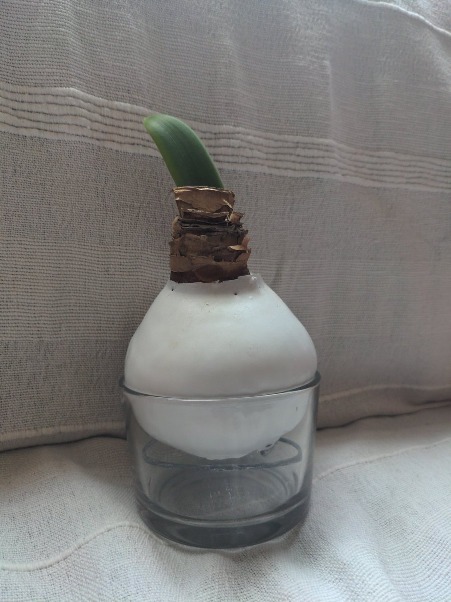 Raisinmeister tweet media