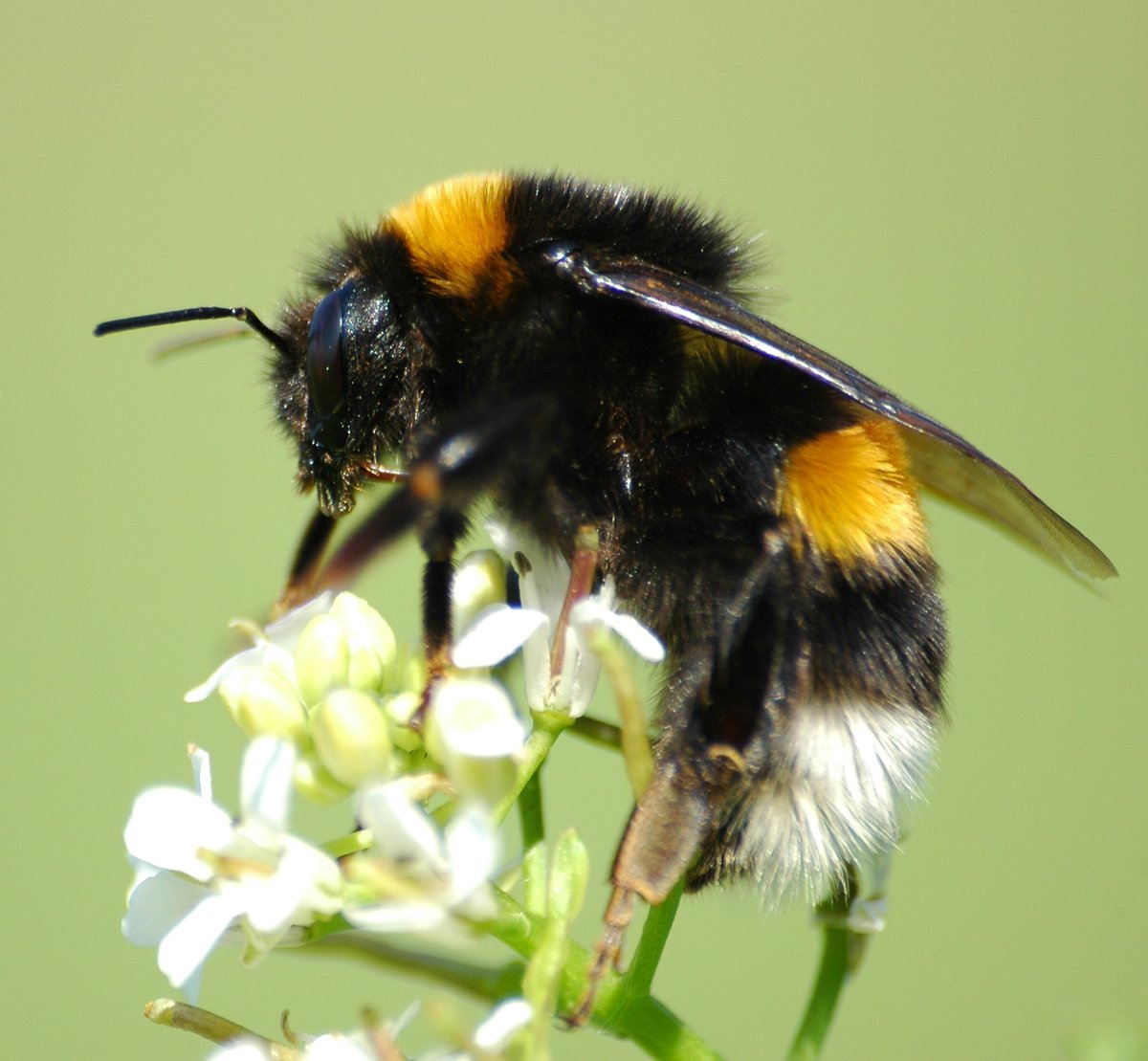 ⚠️ 4-year PhD position in bumblebee genomics 🐝🧬 I'm re-announcing this position based at @CpgSthlm @Zoology_SU to do a PhD in conservation genomics of bumblebees with focus on historical DNA from museum collections. + info ➡️ su.se/english/about-… RT please!