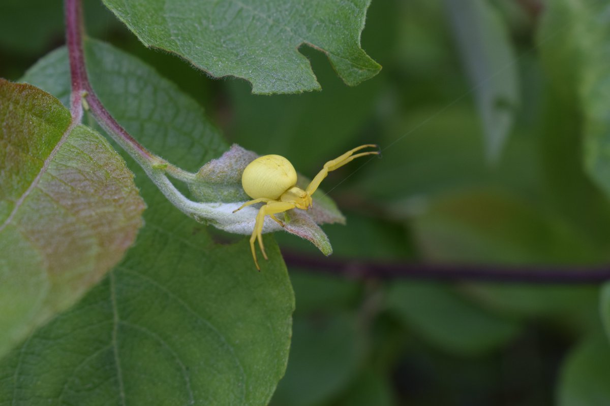 SamuelMarent's tweet image. Misumena vatia
