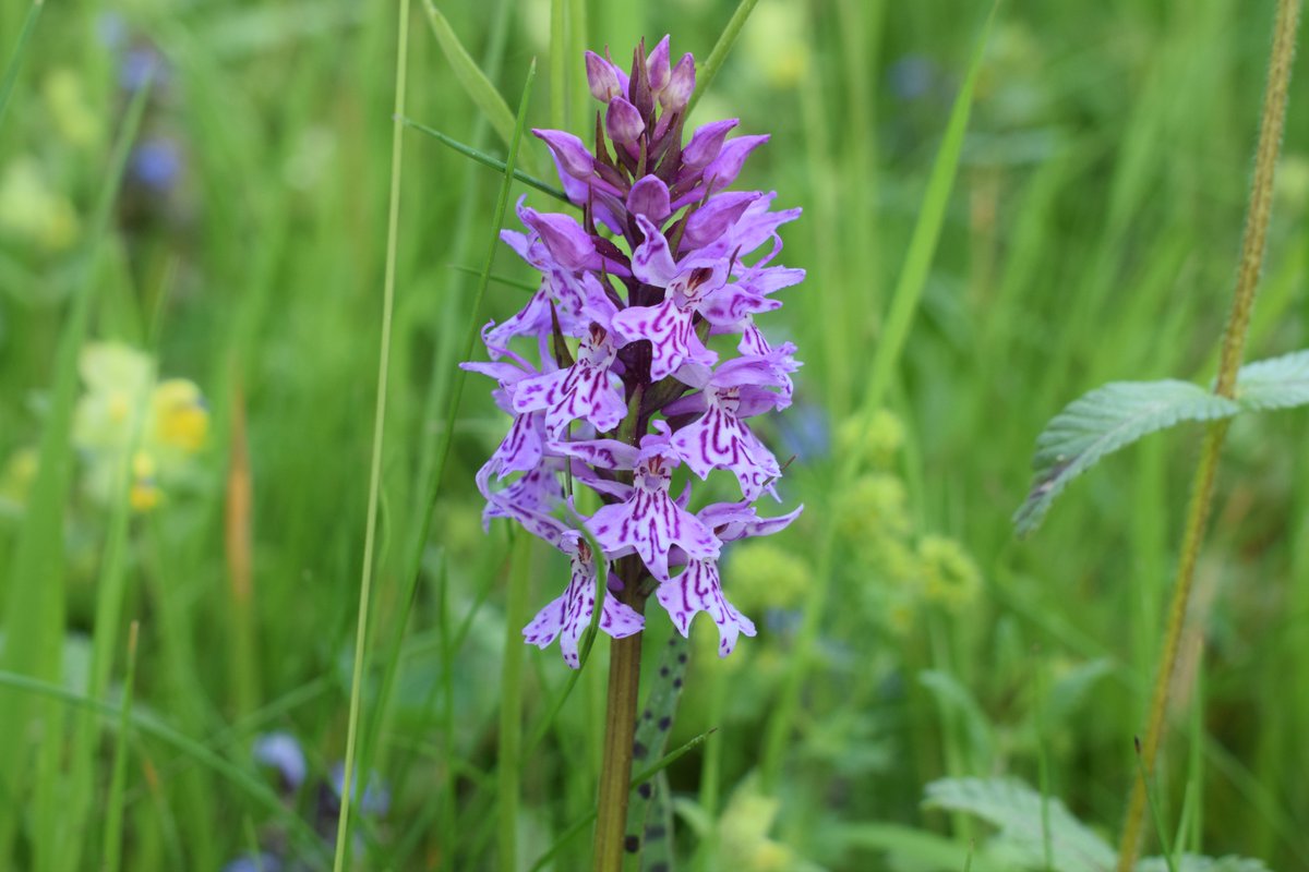 SamuelMarent's tweet image. Dactylorhiza maculata