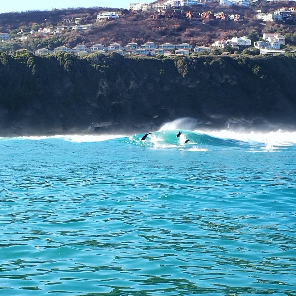 Happy World Oceans Day, everybody! African Green Golf Tours & Safari's in South Africa #oceanday #ocean  #southafrica #golftravel #tourism #traveling #safari #Africa #knysna #gardenroute