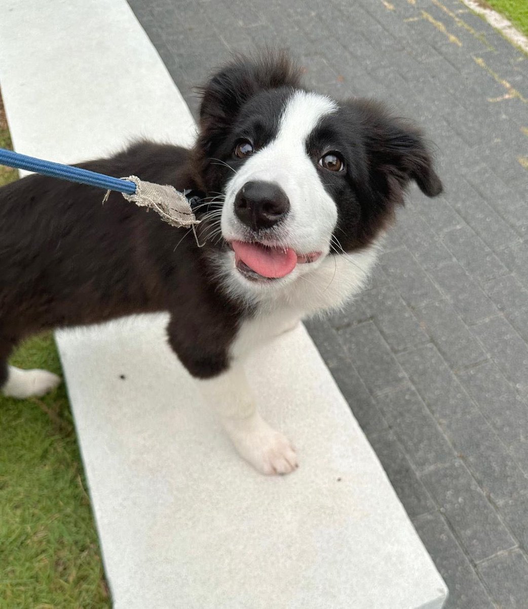 กลายเป็นท่าประจำไปแล้ว ที่ต้องแลบลิ้นออกมาเนี่ยย🤣😝

#sammerbcollie