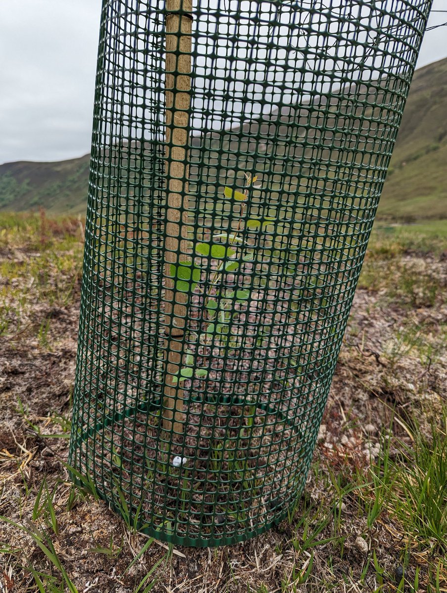 More experimental tree planting! I'm exploring the effects of and interactions between deer and heather on plant performance. Birch, aspen and willow have been planted in burned, flailed and control plots, in and outside of cages. Let's see how they do! #restoration #treeplanting