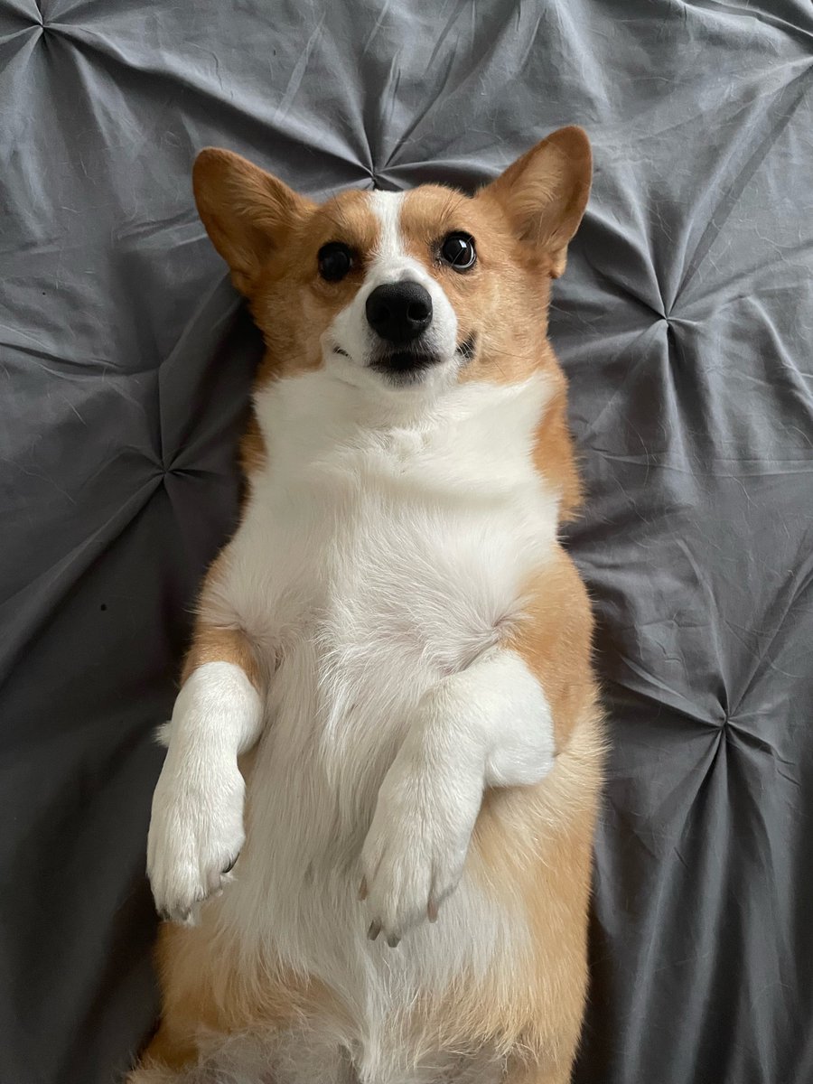 When it is almost Friday and morning snuggles are on the horizon!

#SK9 #SuburbanK9 #DogTraining #DogTrainers #Corgi