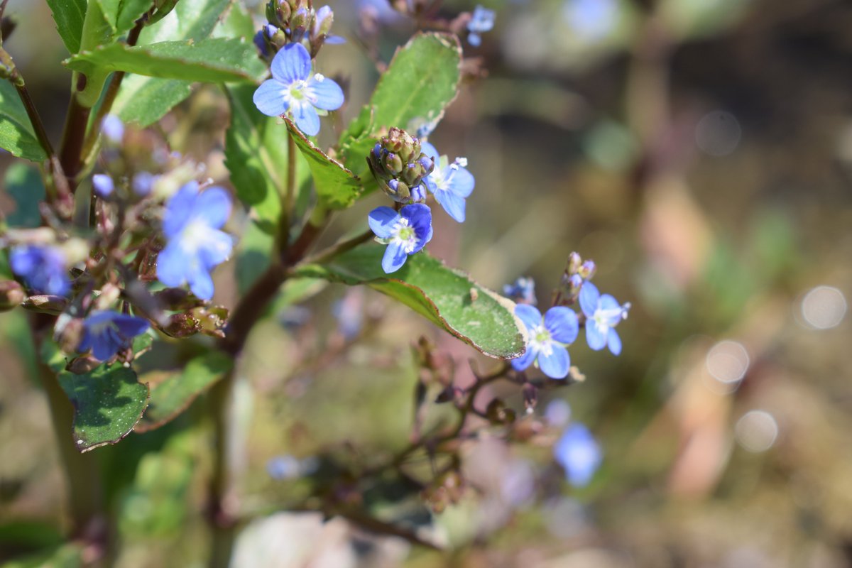 SamuelMarent's tweet image. Veronica beccabunga