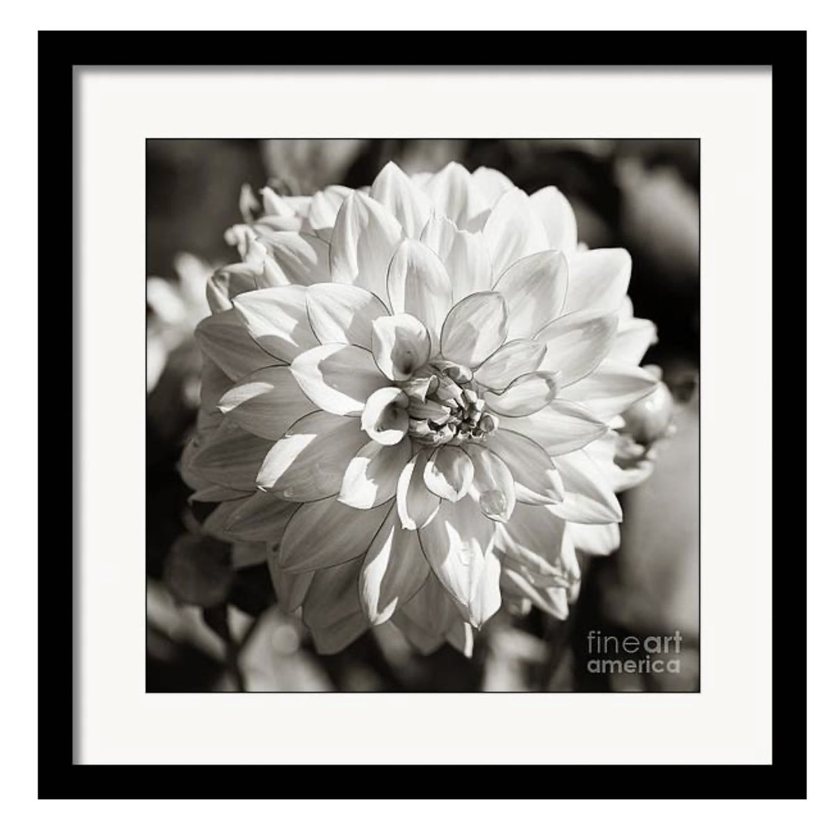 Monochrome Waterlily Dahlia #wallart and more HERE: 5-tanya-smith.pixels.com/featured/monoc…

#FlowerPhotography #PhotographyIsArt #photographylovers #BuyIntoArt #AYearForArt #giftideas #gifts #walldecor #homedecor