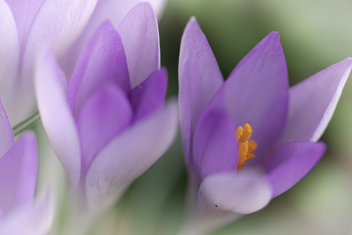 Van 7 juni t/m 15 juli is in theater DE KOM de KunstGein expositie ‘De natuur in’ te zien. Schilderijen van twee kunstenaars, met elk een eigen stijl, en werk van een fotograaf. Veel werk is geïnspireerd op de natuur. Openingstijden woensdag t/m zaterdag van 12.30 – 16.30 uur.