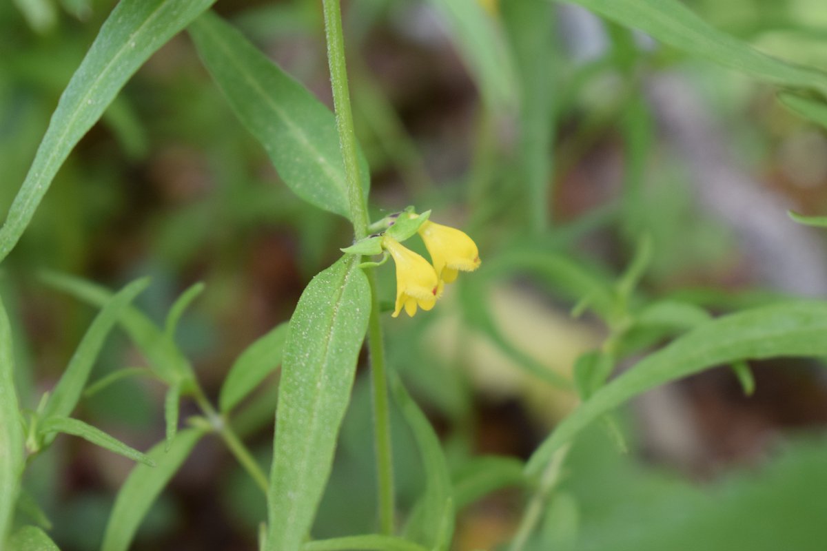 SamuelMarent's tweet image. Melampyrum sylvaticum