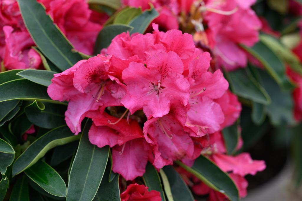 VanHage's tweet image. #Rhododendron 'Wilgen's Ruby' is a superb hardy, evergreen shrub with large dark green leaves and large clusters of deep red flowers. It makes for an ideal background plant or even an informal hedge.
#shrubs #springplants #gardening #garden #vanhage #bluediamond #hedging