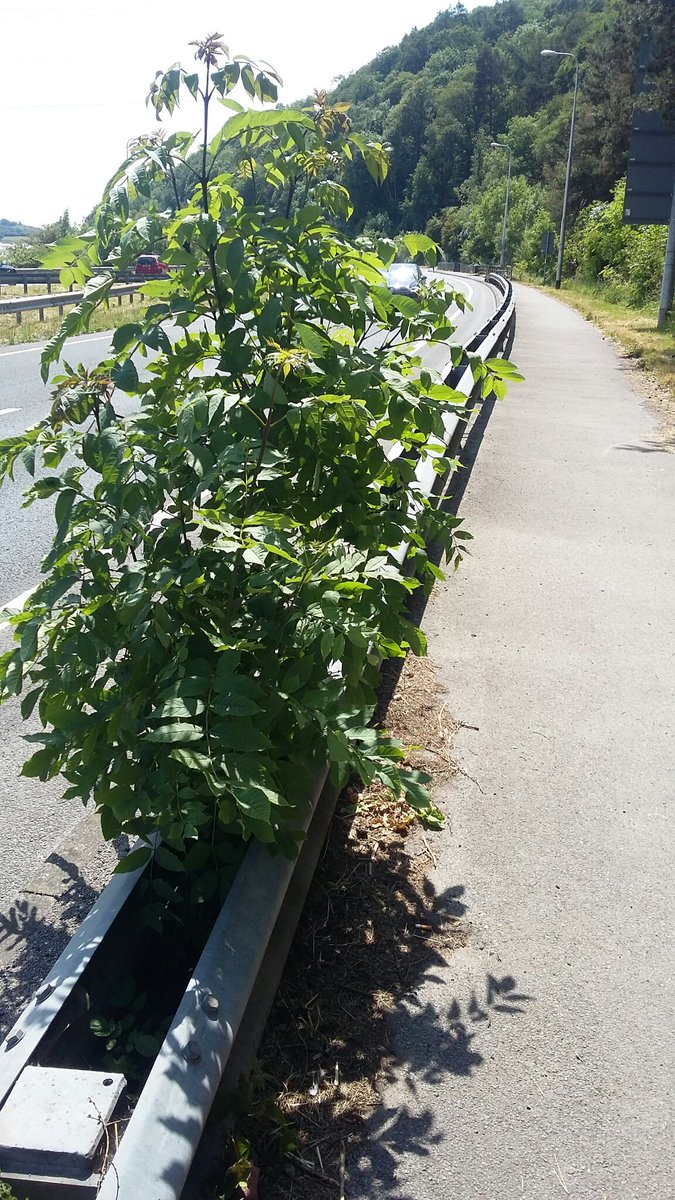 Dear <a href="/HighwaysNWEST/">National Highways: North-West</a> do you thing a man with loppers could remove this bush growing in the crash barrier at #Greenodd as you can't see the traffic to cross safely