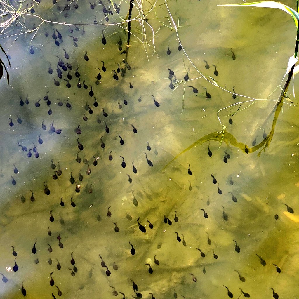 #schwimmen
#Kaulquappen

'Zu Gast bei Freunden'

 🐸