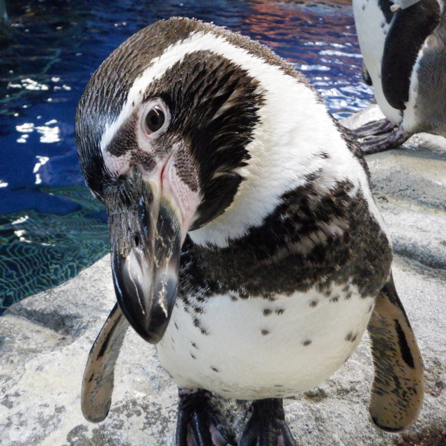 フンボルトペンギン「テン」は当館でただ一羽、人の手で育てられた6歳