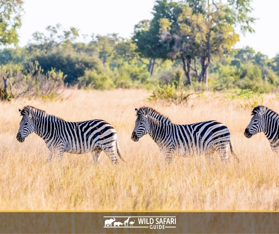 Uncover the hidden gems of Zimbabwe: A journey of thrilling safaris, majestic landscapes, and warm hospitality. 

#TravelZimbabwe
#DiscoverZimbabwe
#SafariAdventures