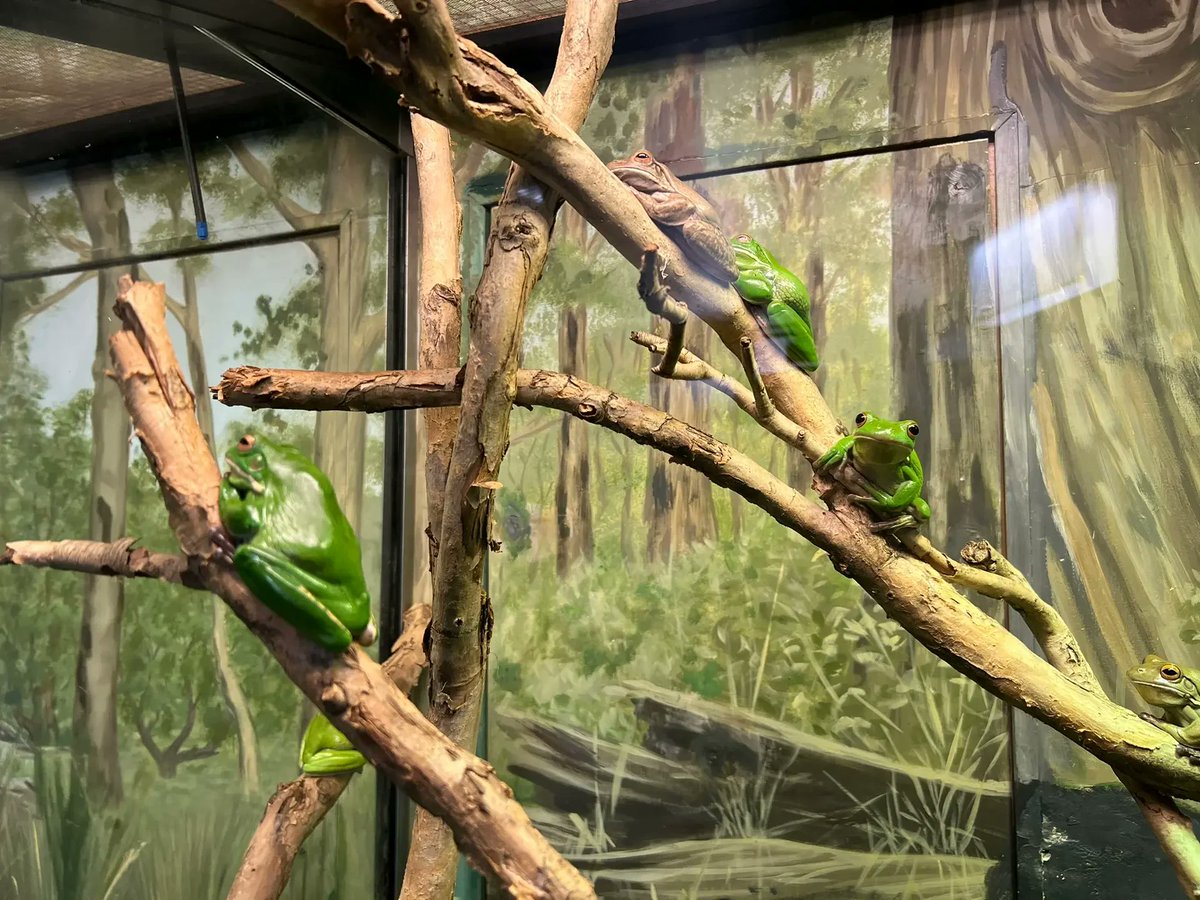 AngelFace371's tweet image. 😊 Learning fascinating facts about the animal kingdom today! The Sydney Zoo is an educational paradise for curious minds! 📚🐾 #LearningThroughNature #CuriosityUnleashed