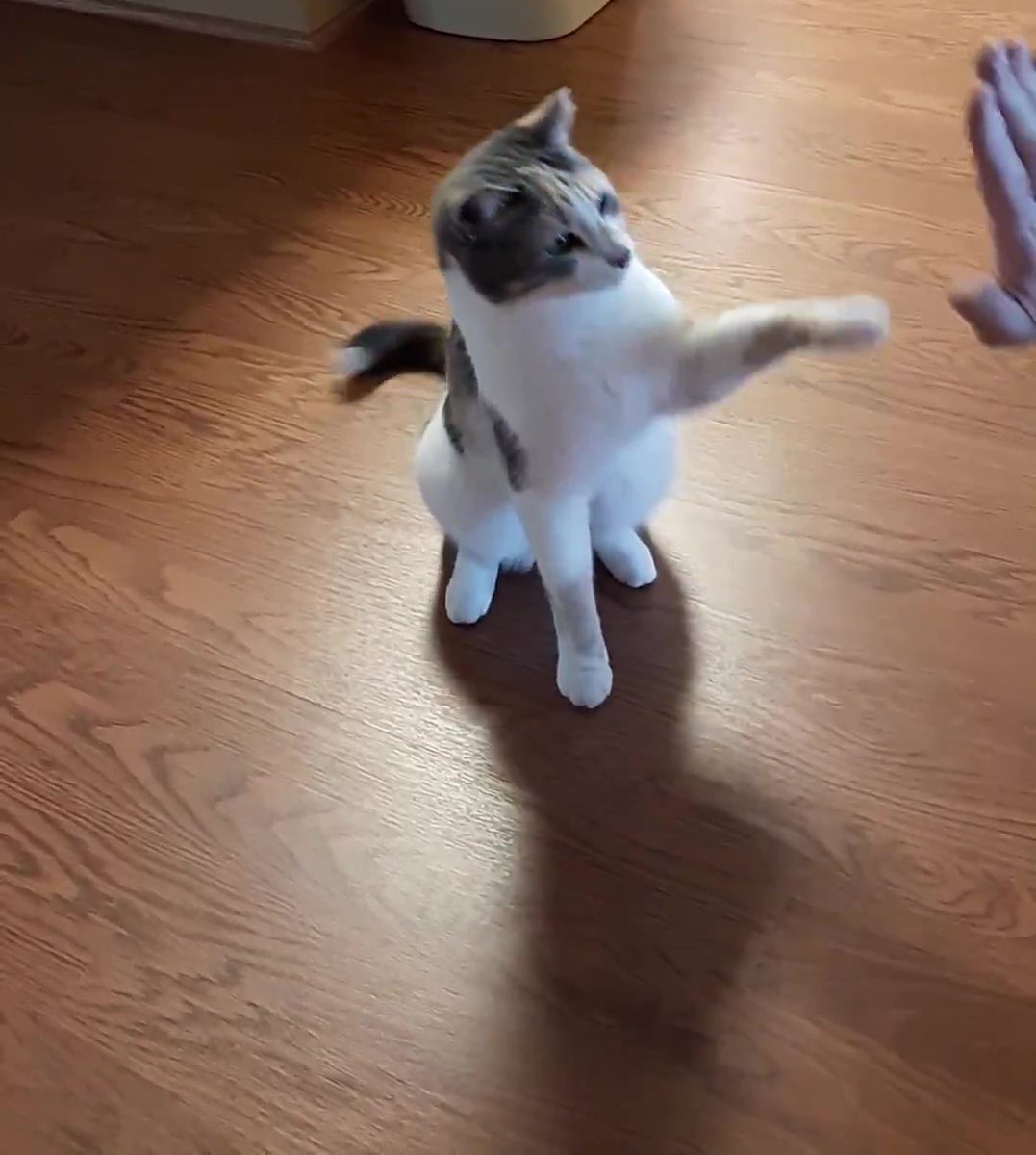 Happy #ThrowbackThursday my furfriends😻🐾💕 In 2021 mom taught me how to do the High-Five!👍 have a pawtastic day. Stay safe #CatsOfTwitter #HedgewatchForPrincessBetty #cats