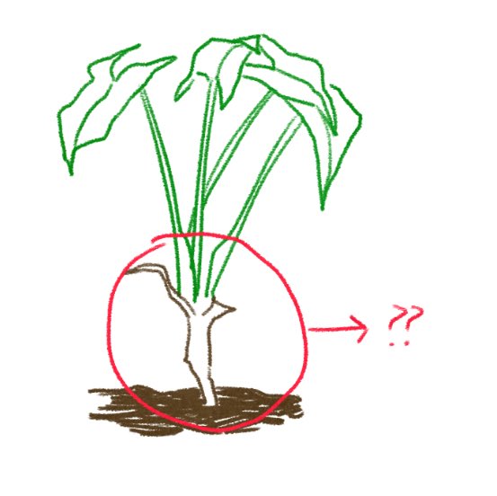 제 싱고니움 레드스팟이 점점 위로 자라나는데 아래에 있던 구엽이 하엽지면서 지금 수형이 이렇게 됐거든요... 
이런식으로 키만 커지면서 자꾸 선반 천장에 닿다보니까 컷팅해서 다시 뿌리 내리게 하고 싶은데 어떻게 컷팅하면 좋을까요... 삽수 성공경험 제로라서 조언을 구하고 싶습니다..